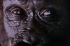 Tiere im Zoo Berlin