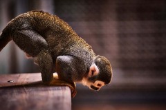 Tiere im Zoo Berlin