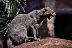Tiere im Zoo Berlin