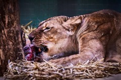 Tiere im Zoo Berlin