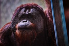 Tiere im Zoo Berlin