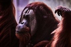Tiere im Zoo Berlin
