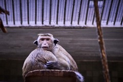Tiere im Zoo Berlin