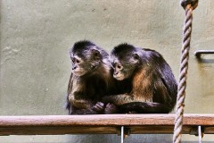 Tiere im Zoo Berlin