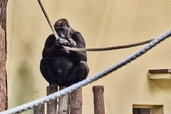 Tiere im Zoo Berlin